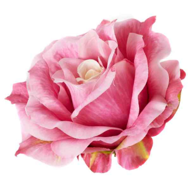Róża satynowa główka rozwinięta Pink Beige Center