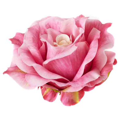 Róża satynowa główka rozwinięta Pink Beige Center