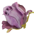 Róża w pąku - Do Stroików Bukietów DIY Violet