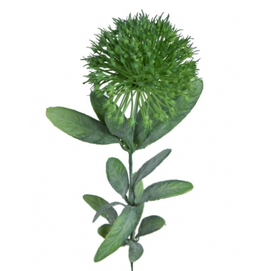 CEBULA gałązka kwitnąca Green