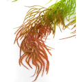 ASPARAGUS Gałązka wisząca trawa RED bukiet 80 cm