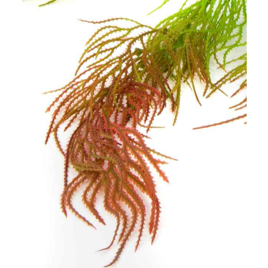 ASPARAGUS Gałązka wisząca trawa RED bukiet 80 cm
