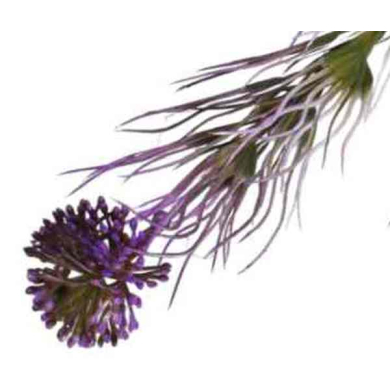 Czosnek gałązka kwitnąca Trawka Purple