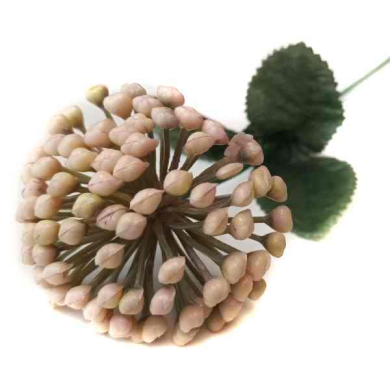 Czosnek gałązka kwitnąca Trawka Cream/Beige