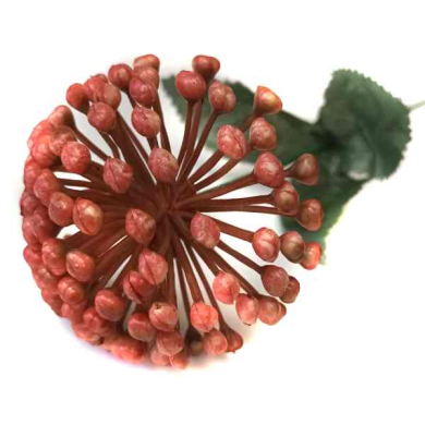 Czosnek gałązka kwitnąca Trawka Red/Orange