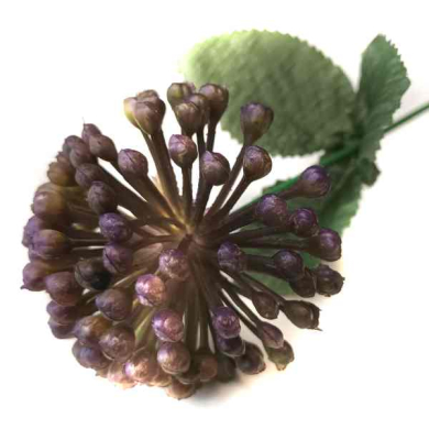 Czosnek gałązka kwitnąca Trawka Violet/Green