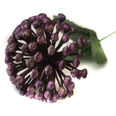 Czosnek gałązka kwitnąca Trawka Violet