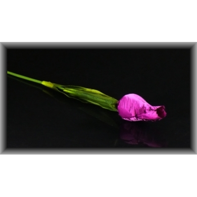 K45 Tulipan Papuzi w pąku gałązka Purple