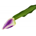 Tulipan w pąku gałązka 50 cm Violet/Cream