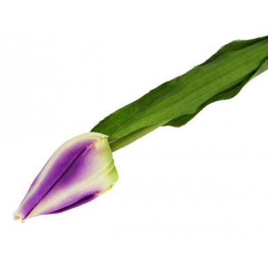 Tulipan w pąku gałązka 50 cm Violet/Cream