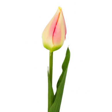 Tulipan w pąku gałązka 50 cm Yellow/Pink