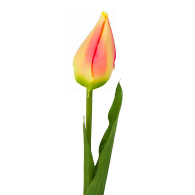 Tulipan w pąku gałązka 50 cm Yellow/Dk.Pink