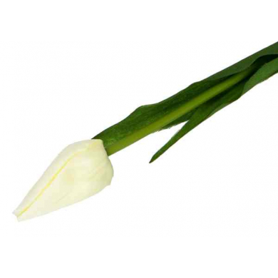 Tulipan w pąku gałązka 50 cm Cream