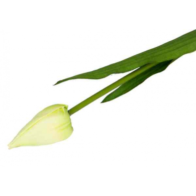 Tulipan w pąku gałązka 50 cm Cream/Green