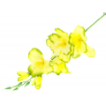MIECZYK gałązka wys.53 cm Yellow/Green edge