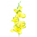 MIECZYK gałązka wys.53 cm Yellow/Green edge