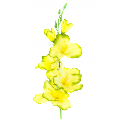 MIECZYK gałązka wys.53 cm Yellow/Green edge