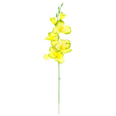 MIECZYK gałązka wys.53 cm Yellow/Green edge