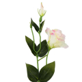 Eustoma gałązka Cream/Pink