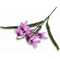 PRZEBIŚNIEG gałązka kwiatowa Lilac