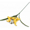PRZEBIŚNIEG gałązka kwiatowa Yellow