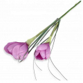 Krokus gałązka podwójna Lilac