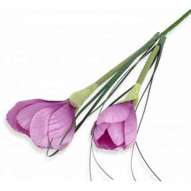 Krokus gałązka podwójna Lilac