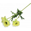 MAK ANEMON gałązka 3 kwiaty green