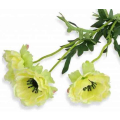 MAK ANEMON gałązka 3 kwiaty green