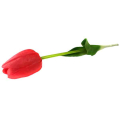 Tulipan silikonowy JAK ŻYWY gałązka guma RED