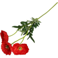 MAK gałązka 3 kwiaty red