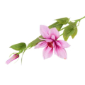 Klematis gałązka Mauve Pink