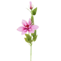 Klematis gałązka Mauve Pink