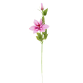 Klematis gałązka Mauve Pink