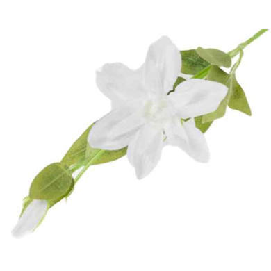 Klematis gałązka White