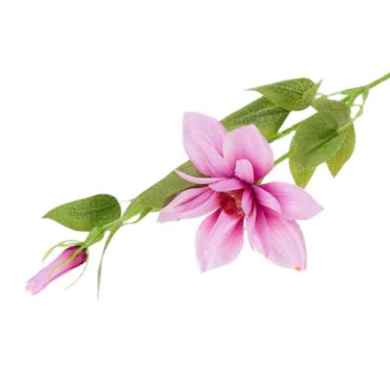 Klematis gałązka Mauve Pink