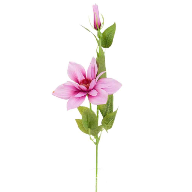 Klematis gałązka Mauve Pink