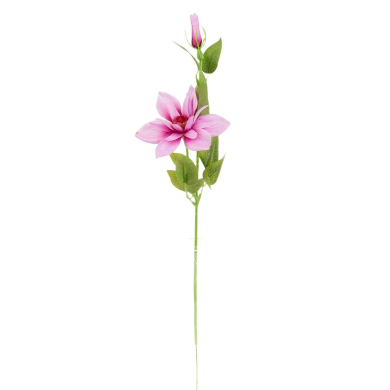 Klematis gałązka Mauve Pink