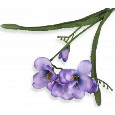 Frezja gałązka podwójna Violet
