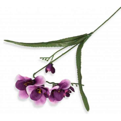 Frezja gałązka podwójna Purple