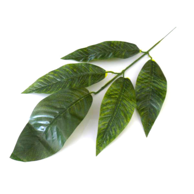 Liść KROTON Gałązka DK.GREEN