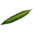 Liść draceny DRACENA dk.green