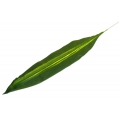 Liść draceny DRACENA dk.green