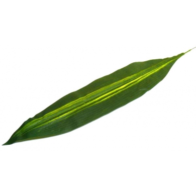 Liść draceny DRACENA dk.green
