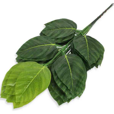 Liść MAGNOLIA Gałązka green