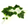 Liść WINOGRONO Gałązka DK.GREEN