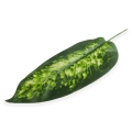 Liść difenbachia white/green 12 szt