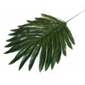Liść Palmy mały PALMA LIŚCIE green