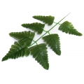 PAPROĆ Liść paproci dk.green LIŚCIE