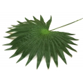 Liść Palmy PALMA green 50 cm 12 szt